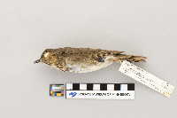 Catharus ustulatus image