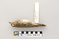 Catharus ustulatus image