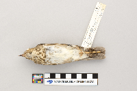 Catharus ustulatus image