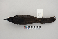 Quiscalus mexicanus image