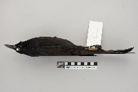 Quiscalus mexicanus image