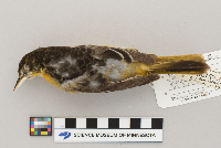 Icterus galbula image