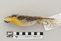 Icterus galbula image