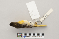 Icterus galbula image