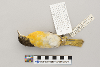 Icterus galbula image