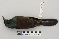 Media resource of Quiscalus quiscala