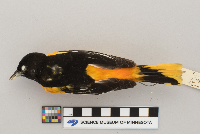 Icterus galbula image
