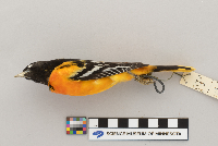 Icterus galbula image