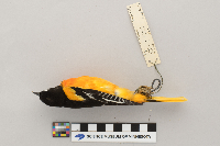 Icterus galbula image