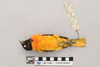 Icterus galbula image