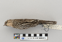 Agelaius phoeniceus image