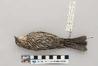 Agelaius phoeniceus image