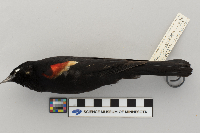 Agelaius phoeniceus image