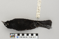 Agelaius phoeniceus image