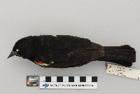 Agelaius phoeniceus image