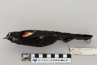 Agelaius phoeniceus image
