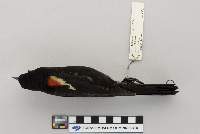 Agelaius phoeniceus image