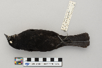 Agelaius phoeniceus image
