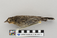 Agelaius phoeniceus image