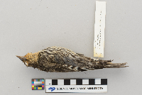 Agelaius phoeniceus image