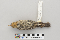 Agelaius phoeniceus image