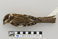Pheucticus ludovicianus image