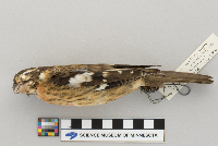 Pheucticus ludovicianus image