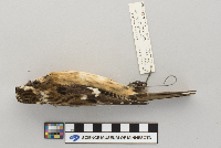 Pheucticus ludovicianus image