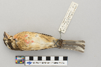 Pheucticus ludovicianus image