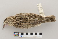 Sturnella neglecta image