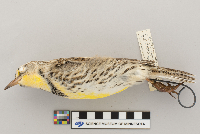 Sturnella neglecta image
