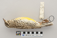 Sturnella neglecta image