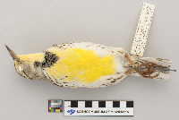Sturnella neglecta image