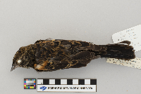 Agelaius phoeniceus image