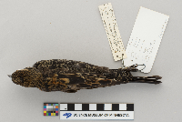 Agelaius phoeniceus image