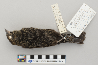 Agelaius phoeniceus image