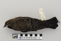 Agelaius phoeniceus image