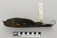 Agelaius phoeniceus image