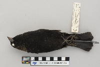 Agelaius phoeniceus image