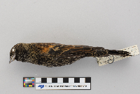 Agelaius phoeniceus image
