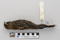 Agelaius phoeniceus image