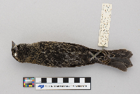 Agelaius phoeniceus image
