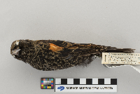 Agelaius phoeniceus image