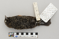 Agelaius phoeniceus image