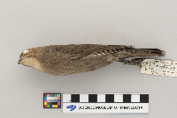 Molothrus ater image