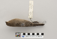 Molothrus ater image