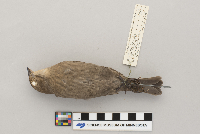 Molothrus ater image