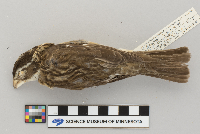Pheucticus ludovicianus image