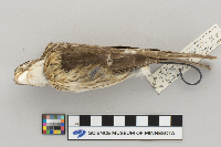 Pheucticus ludovicianus image