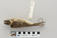 Pheucticus ludovicianus image